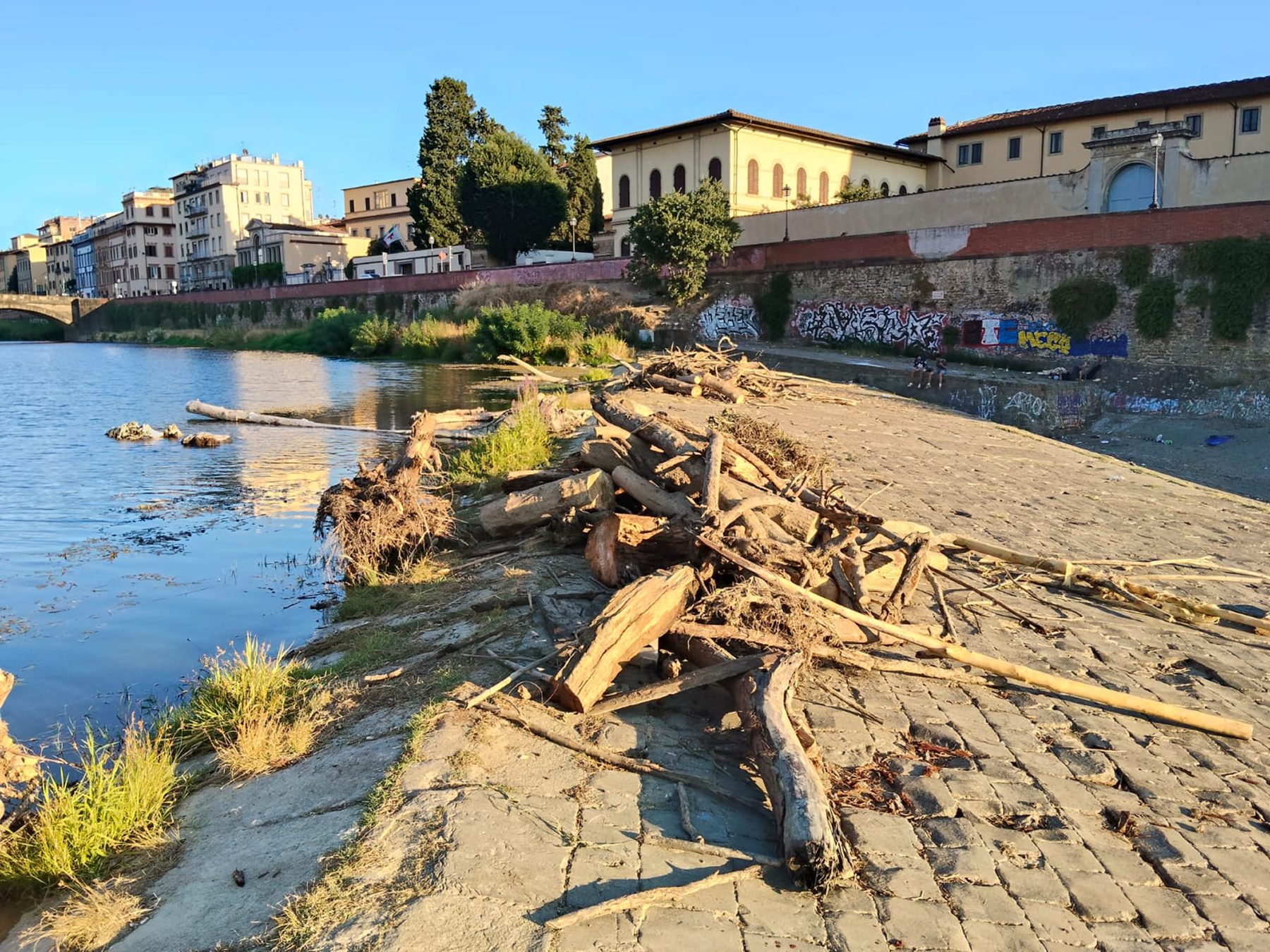 Tronchi e rami portati dalla corrente sulla riva dell'Arno a Firenze